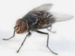 formula repelente de moscas